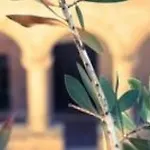 Hotel San Francesco Heritage Alghero